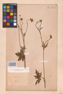 Лютик, Сибирь, Прибайкалье и Забайкалье (S4) (Россия)