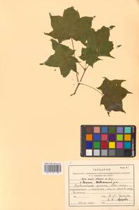 Клен Майра (Schwer.) H.Ohashi, Сибирь, Дальний Восток (S6) (Россия)