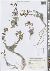 Левкой душистый (M.Bieb.) W.T.Aiton, Крым (KRYM) (Россия)