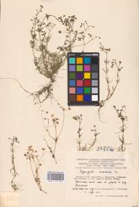 Торица полевая, Торица обыкновенная L., Восточная Европа, Литва (E2a) (Литва)