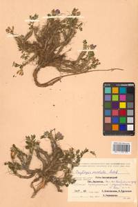 Остролодочник завернутый Ledeb., Сибирь, Чукотка и Камчатка (S7) (Россия)