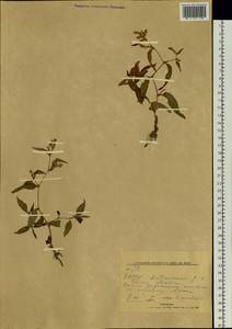 Спорыш, Сибирь, Якутия (S5) (Россия)