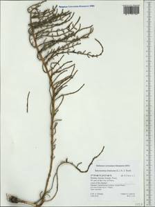 Salicornia fruticosa (L.) L., Западная Европа (EUR) (Греция)