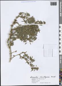 Amaranthus standleyanus Parodi ex Covas, Африка (AFR) (Кабо-Верде)