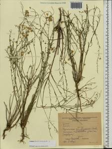 Лен австрийский L., Восточная Европа, Южно-Украинский район (E12) (Украина)