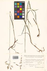 Костер Пампелла Scribn., Сибирь, Дальний Восток (S6) (Россия)