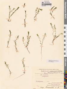 Болотник обоеполый L., Сибирь, Чукотка и Камчатка (S7) (Россия)