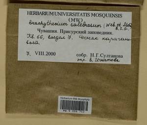 Brachythecium salebrosum (Hoffm. ex F. Weber & D. Mohr) Schimp., Гербарий мохообразных, Мхи - Среднее Поволжье (B9) (Россия)