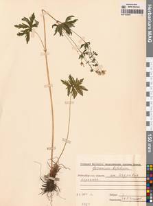 Герань ложносибирская J. Mayer, Сибирь, Западная Сибирь (S1) (Россия)