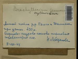 Brachythecium erythrorrhizon Schimp., Гербарий мохообразных, Мхи - Западная Сибирь (включая Алтай) (B15) (Россия)