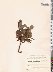 Ива клинолистная, Ива клиновидная A.K.Skvortsov, Сибирь, Чукотка и Камчатка (S7) (Россия)