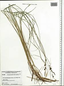 Осока придатконосная (Trautv. & C.A.Mey.) Kük., Сибирь, Центральная Сибирь (S3) (Россия)