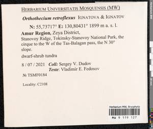 Orthothecium retroflexum Ignatov & Ignatova, Гербарий мохообразных, Мхи - Дальний Восток (без Чукотки и Камчатки) (B20) (Россия)