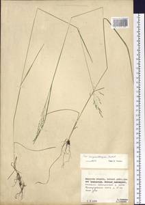 Poa pratensis subsp. pratensis, Сибирь, Дальний Восток (S6) (Россия)