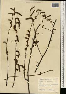 Populus tremula var. davidiana (Dode) C. K. Schneid., Зарубежная Азия (ASIA) (КНДР)
