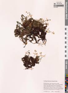 Камнеломка Фэнстона (Small) Hultén, Сибирь, Чукотка и Камчатка (S7) (Россия)