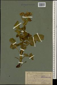 Turanecio taraxacifolius (M. Bieb.) Hamzaoglu, Кавказ, Армения (K5) (Армения)