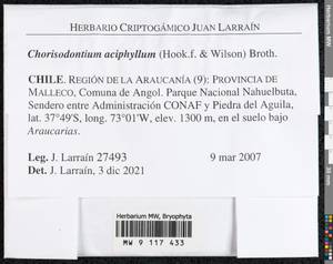 Chorisodontium aciphyllum (Hook. f. & Wilson) Broth., Гербарий мохообразных, Мхи - Америка (BAm) (Чили)