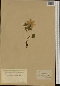 Pulsatilla alpina subsp. apiifolia (Scop.) Nyman, Западная Европа (EUR)