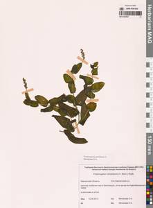 Рдест пронзеннолистный, Рдест стеблеобъемлющий L., Сибирь, Чукотка и Камчатка (S7) (Россия)