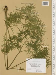 Cenolophium fischeri (Spreng.) W.D.J.Koch, Восточная Европа, Центральный район (E4) (Россия)