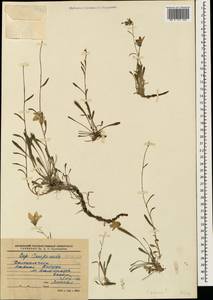 Колокольчик камнеломка, Кавказ, Ставропольский край, Карачаево-Черкесия, Кабардино-Балкария (K1b) (Россия)