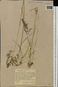 Poa pratensis subsp. turfosa (Litv.) Vorosch., Восточная Европа, Центральный район (E4) (Россия)