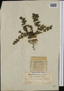 Cirsium acaule (L.) Scop., Западная Европа (EUR) (Швеция)