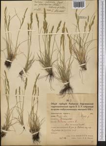 Овсяница валисская, Типчак Schleich. ex Gaudin, Средняя Азия и Казахстан, Северный и Центральный Казахстан (M10) (Казахстан)
