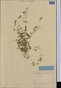 Silene vulgaris subsp. prostrata (Gaudin) Schinz & Thell., Западная Европа (EUR) (Неизвестно)