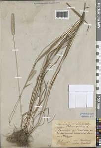 Тимофеевка луговая L., Сибирь, Дальний Восток (S6) (Россия)