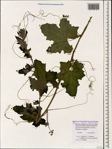 Переступень щетинистый Stev., Кавказ, Армения (K5) (Армения)