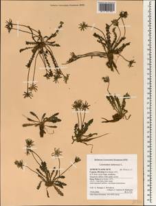 Thrincia tuberosa (L.) DC., Зарубежная Азия (ASIA) (Кипр)