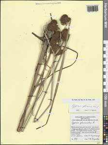 Сыть сборная, Сыть скученная L., Кавказ, Черноморское побережье (от Новороссийска до Адлера) (K3) (Россия)