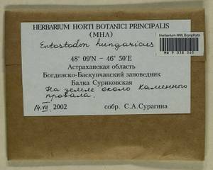 Entosthodon hungaricus (Boros) Loeske, Гербарий мохообразных, Мхи - Нижний Дон и Нижняя Волга (B11) (Россия)