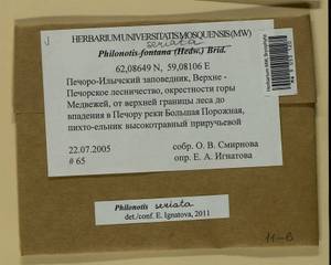 Philonotis seriata Mitt., Гербарий мохообразных, Мхи - Архангельская и Вологодская области, Коми, Ненецкий АО (B7) (Россия)