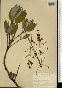 Salvia officinalis subsp. lavandulifolia (Vahl) Gams, Зарубежная Азия (ASIA) (Турция)