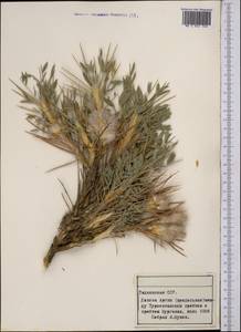 Астрагал, Средняя Азия и Казахстан, Памир и Памиро-Алай (M2) (Таджикистан)