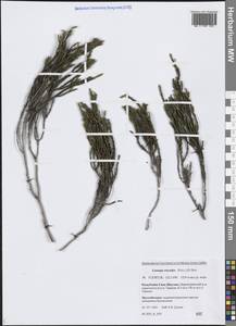 Кассиопа вересковидная (Pall.) D.Don, Сибирь, Якутия (S5) (Россия)