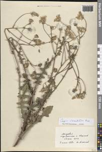 Скерда маколистная (M.Bieb.) Čelak., Восточная Европа, Молдавия (E13a) (Молдавия)