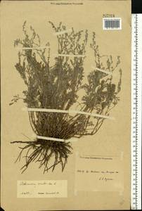 Artemisia caerulescens subsp. caerulescens, Восточная Европа, Средневолжский район (E8) (Россия)