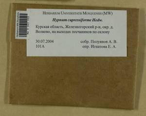 Hypnum cupressiforme Hedw., Гербарий мохообразных, Мхи - Центральное Черноземье (B10) (Россия)