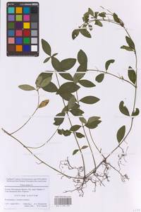 Барвинок малый L., Восточная Европа, Московская область и Москва (E4a) (Россия)