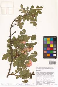 Шиповник собачий, Роза собачья L., Восточная Европа, Южно-Украинский район (E12) (Украина)