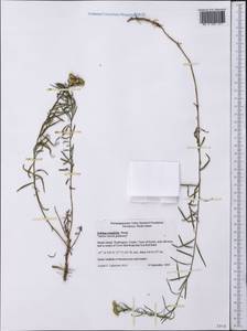 Euthamia caroliniana (L.) Greene ex Porter & Britton, Америка (AMER) (США)