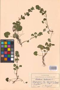 MHA 0 155 857, Будра плющевидная L., Восточная Европа, Средневолжский район (E8) (Россия)