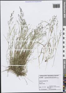 Полевица булововидная Trin., Сибирь, Центральная Сибирь (S3) (Россия)