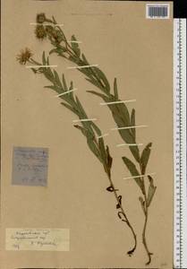 Pentanema salicinum subsp. asperum (Poir.) Mosyakin, Восточная Европа, Северо-Украинский район (E11) (Украина)