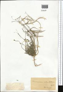Гипекоум мелкоцветковый Kar. & Kir., Средняя Азия и Казахстан, Джунгарский Алатау и Тарбагатай (M5) (Казахстан)