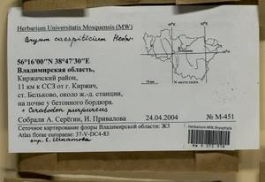 Ptychostomum imbricatulum (Müll. Hal.) Holyoak & N. Pedersen, Гербарий мохообразных, Мхи - Центральное Нечерноземье (B6) (Россия)